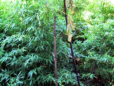 fudasan60.jpg