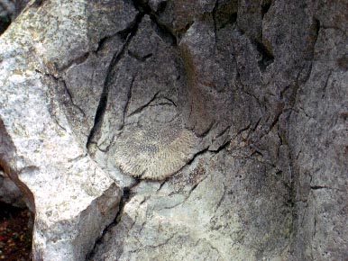 sekirin28.jpg
